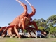 The big lobster