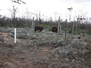 Linesman hut ruins