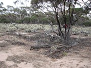 Linesman Camp Ruins
