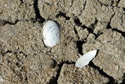 The bed of Websters Lagoon is now parched with deep cracks