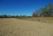 Even the River Red Gums are suffering in the background
