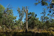 Remains of large River Red Gum