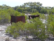 Start of Telegraph Track section to Twilight Cove