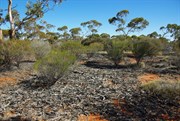 Remains of Old Sandalwood Camp 