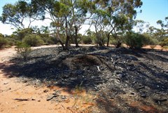 Remains of Old Sandalwood Camp 