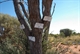Salt Creek Junction and Tree Markers
