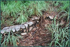 World War II No 1 Medical Receiving Station - Garden rockery 