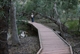 Foot Bridge over Wilpena Creek