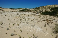 Aboriginal Midden