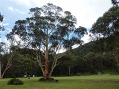 Burralow Creek campground