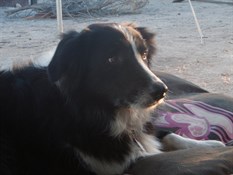 Before Lockdown - eyeing off a dingo