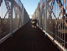 Crazy Dog - don't look down!