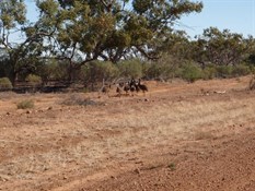 Heaps of Emu's