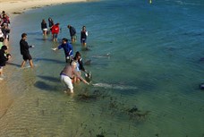 Dolphin feeding at Monkey Mia