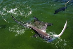 shark feeding