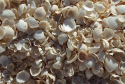 tiny shells which form the beach