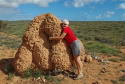 Huge termite mound