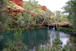 Fern Pool