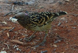 Western Bower Bird? at the campsite.