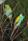 Pair of parrots in the breeding centre at Kalbarri