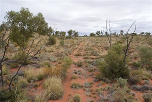 The quickly fading track to Helena