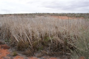 Helena Spring covered by rushes