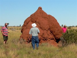More Termites!