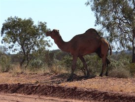 Camels