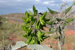 Green Bird flower