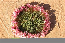 Wreath Lechenaultia