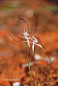 White Spider Orchid