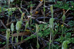 Snail Orchids