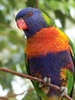 Lorikeet @ Green Patch Nsw