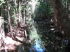 NT Rainforest