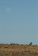 An amazing moon setting into the dunes