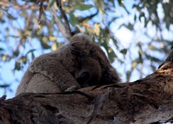 Koala near Gunnedah NSW