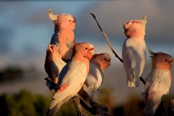 Major Mitchells at Eyre Bird Observatory WA