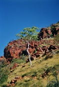 Redbank Gorge NT