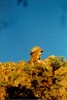 Diggers Rock