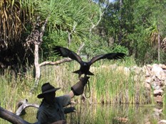 Raptor Show at Territory Wildlife Park