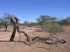 Twisted Acacia in Bladensburg NP