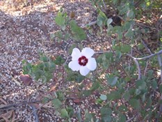 Sturt's Desert Rose, NT Floral Emblem