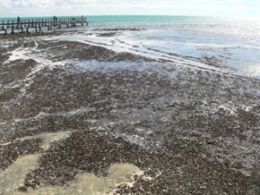 Stromatolites