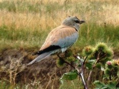 Birdlife along the road abounds in KAZ