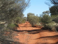 Camel. Dead ahead.