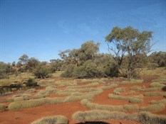 Spinifex rings along the track.