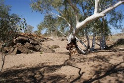 A very dry Tjarra Pool (we were shocked!)
