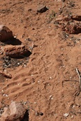 Roo and Dingo prints all to clearly pointing the direction to water.