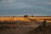 Golden Mallee Light