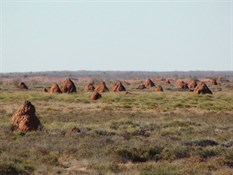 Cappadocian termite mounds